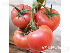 �����SҲ�{��̖F1����TY�߶˸߮a�۹����ѣ�-���ѷN��-�֠���˹