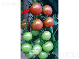 ������808F1���߮a��ɫС���ѣ�-���ѷN��-�֠���˹