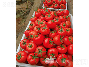 �tؐ��503F1����TY�����t�����ѣ�-���ѷN��-�֠���˹