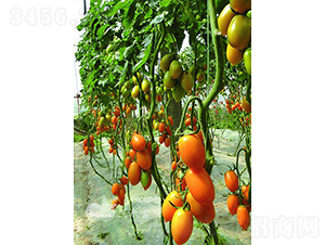 改良金羅曼F1（優質黃色羅曼類型番茄）-番茄種子-沃爾富斯