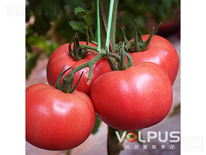 ��ϲF1����TY�߶˸߮a��Ʒ�۹����ѣ�-���ѷN��-�֠���˹