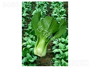 �彭�ײ�-�ײ˷N��-�_�r�N��