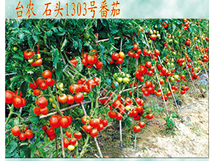 ʯ�^1303����-���ѷN��-�_�r�N��