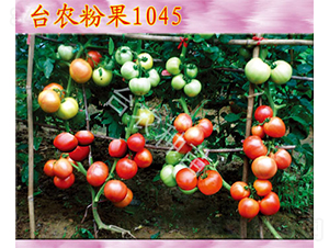 �_�r�۹�1045-���ѷN��-�_�r�N��