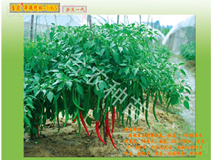 線椒-1065-辣椒種子-臺農種苗