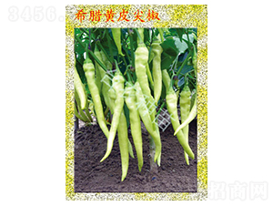 希臘黃皮尖椒-辣椒種子-臺農種苗