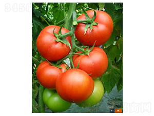 6169����-���ѷN��-�𸣈@�r�I