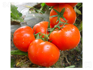 0488����-���ѷN��-�𸣈@�r�I