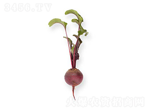 �ɵ٣�13-204��-�}���N��-���r�r�I