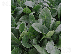 �ǻ�159-���˷N��-���r�r�I