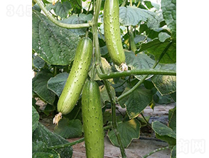 �T�S8̖-�S�ϷN��-���r�r�I