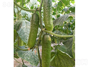 �T�S6̖-�S�ϷN��-���r�r�I