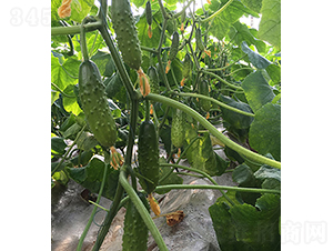 �����̖-�S�ϷN��-���r�r�I