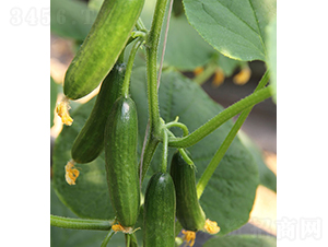 ��Ů-ˮ���S�ϷN��-���r�r�I