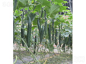 ���S��24-921-�S�ϷN��-���r�r�I