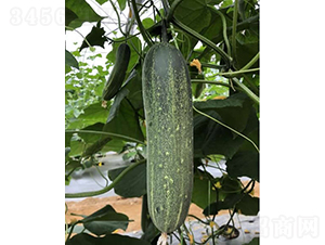 �V��̩��-�S�ϷN��-�V��