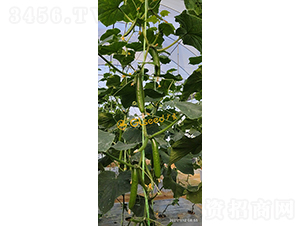 �V��74̖ˮ���S��-�S�ϷN��-�V��