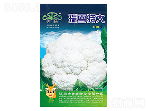 瑞雪100天-花椰菜種子-神鹿種業