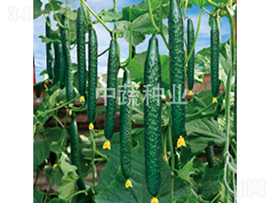 ���r46-�S�ϷN��-���߷N�I