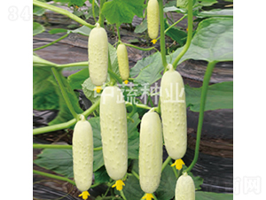 ���r����1̖-�S�ϷN��-���߷N�I