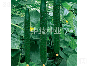 ���r6̖-�S�ϷN��-���߷N�I