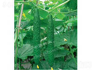 ���r12̖-�S�ϷN��-���߷N�I