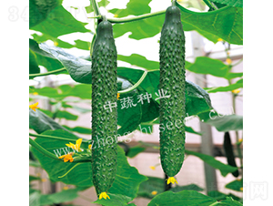 ���r31-�S�ϷN��-���߷N�I