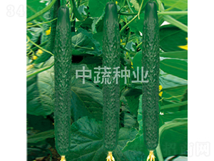 ���r116̖-�S�ϷN��-���߷N�I