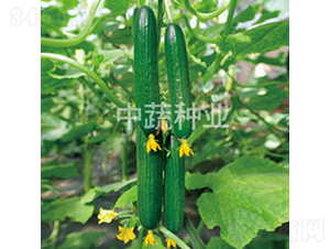 ���r49-�S�ϷN��-���߷N�I