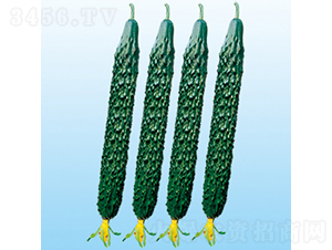 ���r62̖-�S�ϷN��-���߷N�I