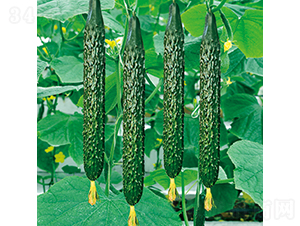 ���r72̖-�S�ϷN��-���߷N�I