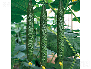 ���r126-�S�ϷN��-���߷N�I