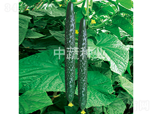 ���x���r8̖-�S�ϷN��-���߷N�I