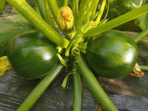 �A�������J�N��-�A���r�I