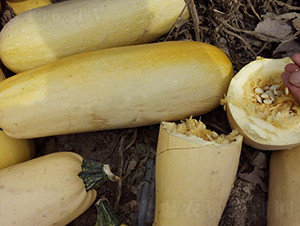 �A��2009-�����J�N��-�A���N��