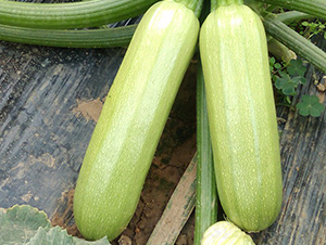 ����-�����J�N��-�A���N��