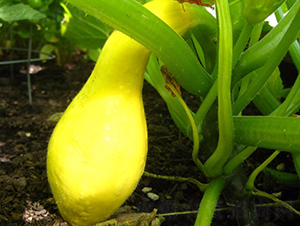 �A��1212-�����J�N��-�A���N��