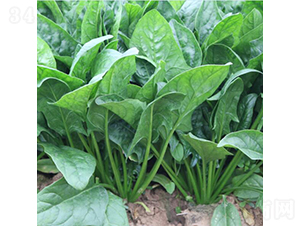 ���ٶ�-���˷N��-�V��