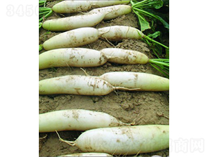 ����7007�}��-�}���N��-�V��