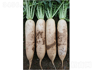 廣良夏日F1蘿卜-蘿卜種子-廣良