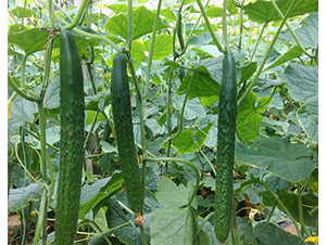 �A����̖-�S�ϷN��-�A���N��