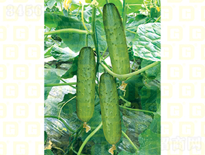 �¸�985�S��-�S�ϷN��-�¸߷N�I