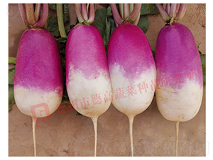 һ�c�t�}��-R275-�}���N��-�¸߷N�I