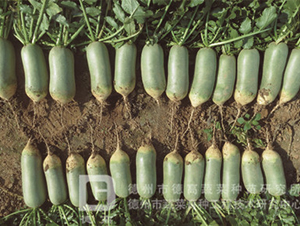 ˮ���}��-����-�}���N��-�¸߷N�I