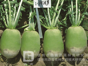 �S�GƤ�}��-�����}-�}���N��-�¸߷N�I