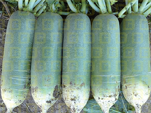 ���}��-�¸�R18-�}���N��-�¸߷N�I