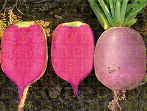 ��Ƥˮ���}��-�¸�R203-�}���N��-�¸߷N�I