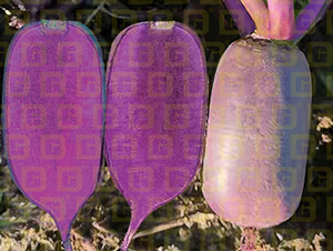 ��Ƥ����ˮ���}��-�¸�R196-�}���N��-�¸߷N�I