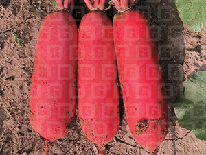 �tƤ�}��-�¸�RS19-�}���N��-�¸߷N�I