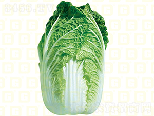 秋中熟白菜-德高福山包-大白菜種子-德高種業